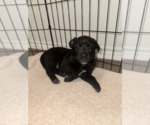 Small #2 Labrador Retriever Mix