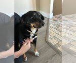 Small #6 Australian Shepherd Mix