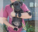 Small #2 American Staffordshire Terrier Mix