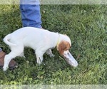 Small #1 English Setter