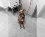Small Labrador Retriever Mix