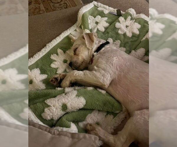 Medium Photo #4 Poodle (Miniature)-Wheaten Terrier Mix Puppy For Sale in San Diego, CA, USA