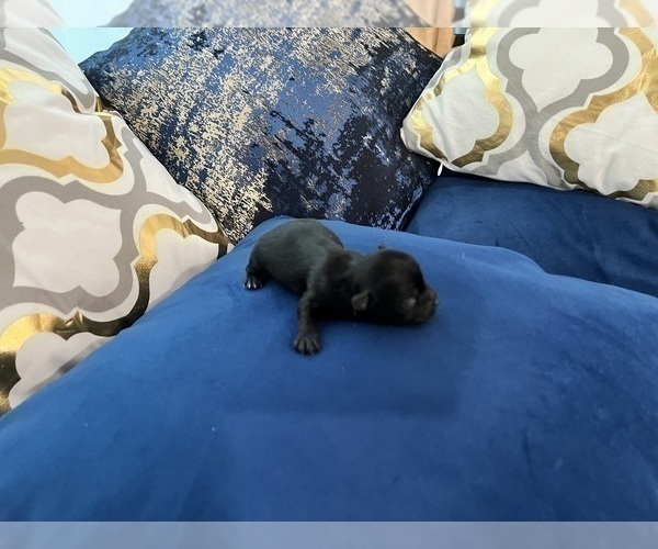 Medium Photo #50 Yorkshire Terrier Puppy For Sale in HAYWARD, CA, USA