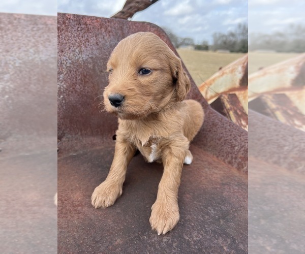 Medium Photo #3 Goldendoodle Puppy For Sale in CEDAR HILL, TX, USA