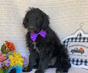 Border Collie-Labradoodle Mix Puppy for sale in LANCASTER, PA, USA