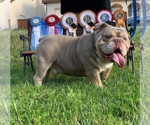 Father of the Bulldog puppies born on 05/09/2020