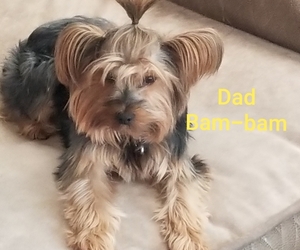 Father of the Yorkshire Terrier puppies born on 05/18/2020