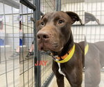 Small #10 Labrador Retriever Mix