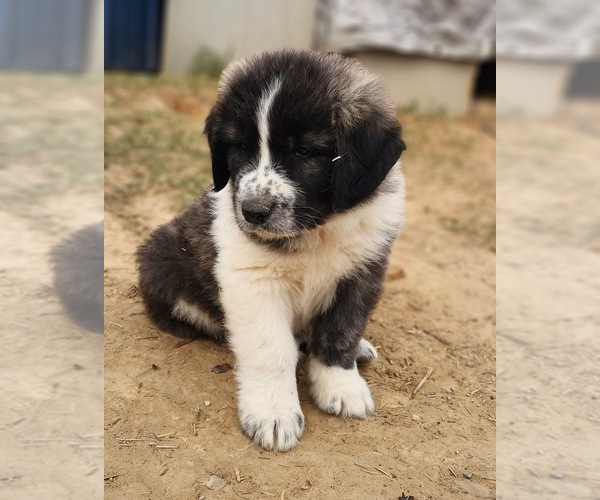 Medium Photo #11 Anatolian Shepherd Puppy For Sale in CUMBY, TX, USA