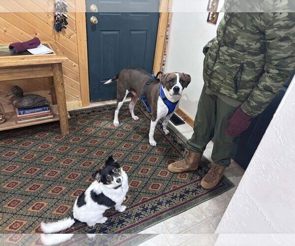 Medium Photo #2 Boxador Puppy For Sale in Montello, WI, USA