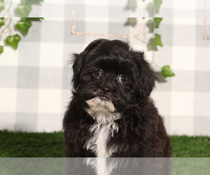 ShihPoo Puppy for sale in MARIETTA, GA, USA