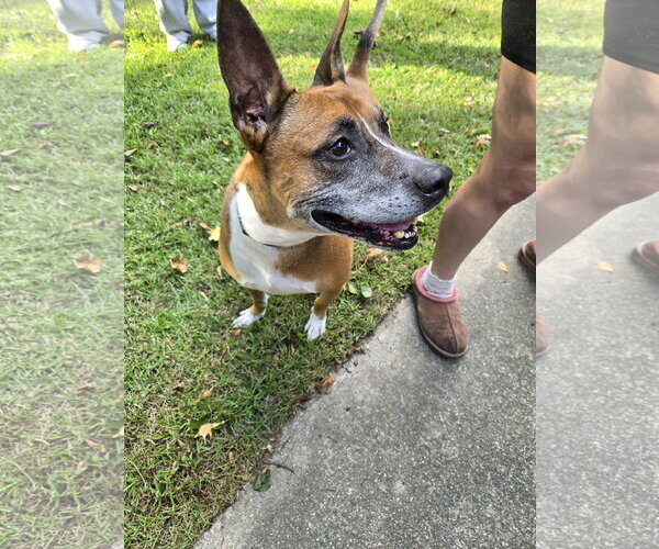 Medium Photo #3 Boxer-Unknown Mix Puppy For Sale in Garner, NC, USA