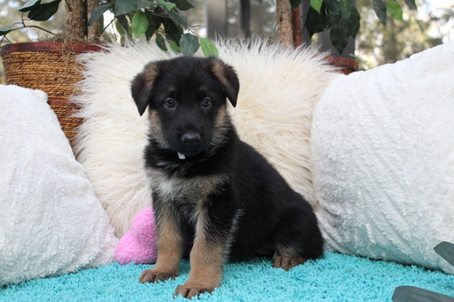 Medium Photo #1 German Shepherd Dog Puppy For Sale in OCALA, FL, USA