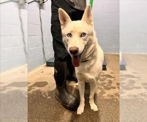 Siberian Husky Dogs for adoption in Woodland, CA, USA