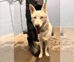 Small Siberian Husky