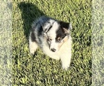 Small #2 Shetland Sheepdog