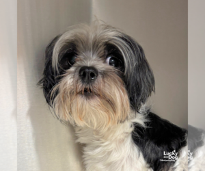 Shih Tzu-Unknown Mix Dogs for adoption in Washington, DC, USA