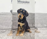 Small Labrador Retriever
