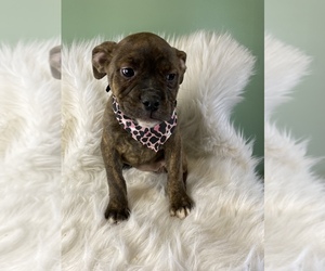 Olde English Bulldogge Puppy for sale in BEECH GROVE, IN, USA