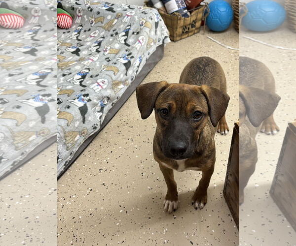 Medium Photo #1 Labbe Puppy For Sale in York, SC, USA