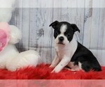 Small Photo #2 Boston Terrier Puppy For Sale in FREDERICKSBG, OH, USA