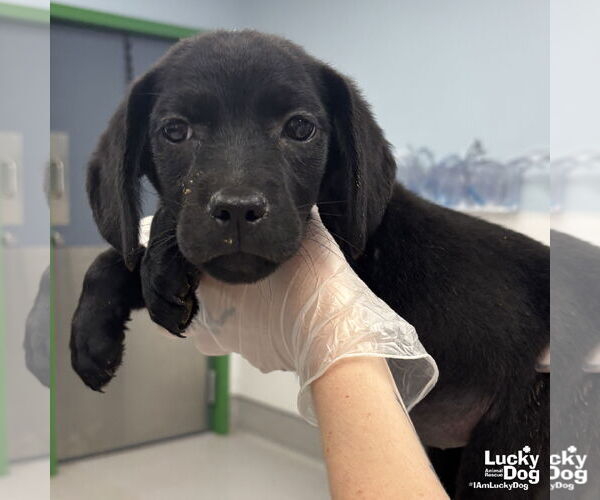 Medium Photo #1 Labrador Retriever-Unknown Mix Puppy For Sale in Washington, DC, USA