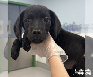 Labrador Retriever-Unknown Mix Dogs for adoption in Washington, DC, USA