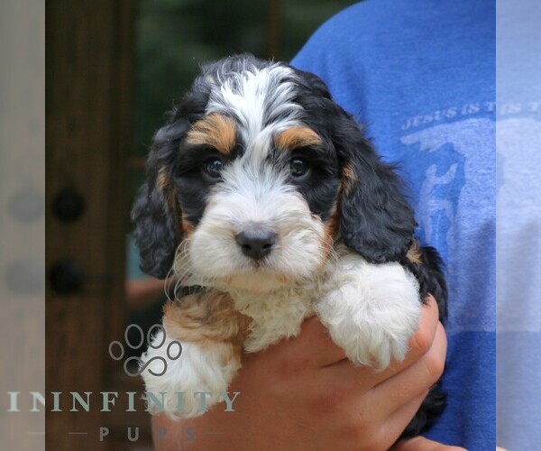 Medium Photo #4 Cavapoo (Miniature) Puppy For Sale in NARVON, PA, USA