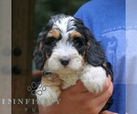 Small #3 Cavapoo (Miniature)