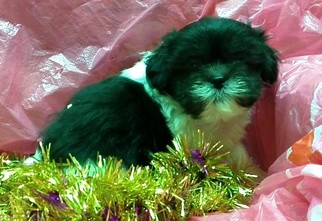 Shorkie Tzu Puppy for sale in CONOWINGO, MD, USA
