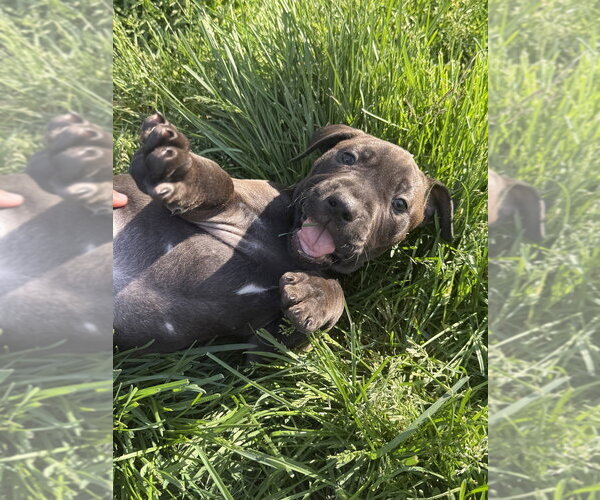 Medium Photo #1 Mutt Puppy For Sale in Wenonah, NJ, USA