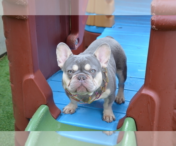 Medium Photo #1 French Bulldog Puppy For Sale in FLEMING ISLAND, FL, USA