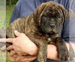 Small Photo #5 Bullmastiff-Cane Corso Mix Puppy For Sale in BLACKWELL, MO, USA