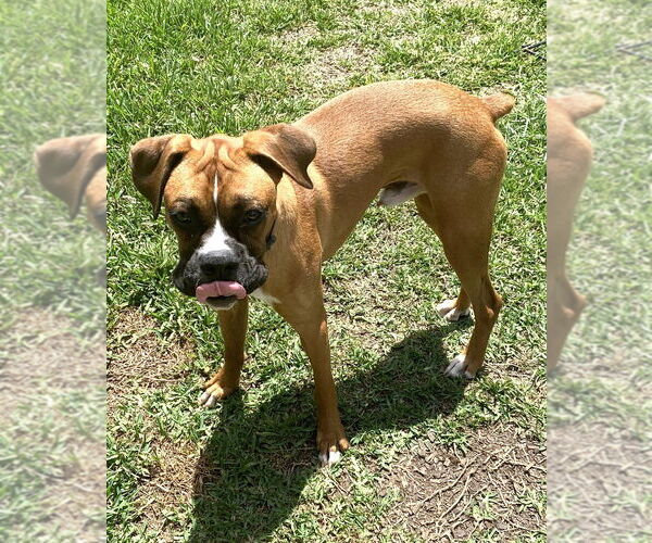 Medium Photo #3 Boxer Puppy For Sale in Austin, TX, USA
