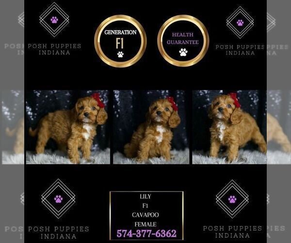 Medium Photo #50 Cavapoo Puppy For Sale in WARSAW, IN, USA