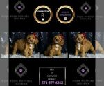 Puppy Lily F1 Cavapoo