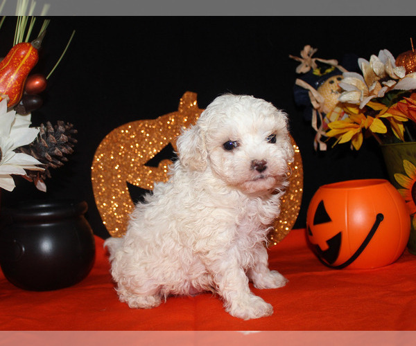 Medium Photo #20 Poodle (Toy) Puppy For Sale in CHANUTE, KS, USA