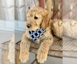 Small Photo #2 Irish Doodle Puppy For Sale in WOOSTER, OH, USA