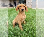 Small #1 Golden Retriever