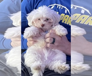 Maltipoo Puppy for sale in WESTLAND, MI, USA
