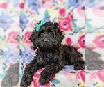 Small Photo #7 Cocker Spaniel-Poodle (Miniature) Mix Puppy For Sale in NOTTINGHAM, PA, USA