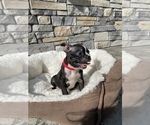 Small Photo #10 Boston Terrier Puppy For Sale in LYNNWOOD, WA, USA