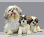 Small Photo #4 Shih Tzu Puppy For Sale in SAN DIEGO, CA, USA