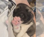 Small #3 Akita