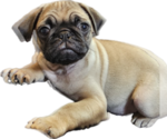 Puppy Sunny Pug