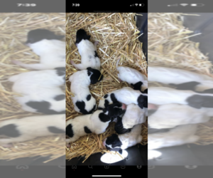 Great Dane-Pyredoodle Mix Puppy for sale in SANFORD, FL, USA
