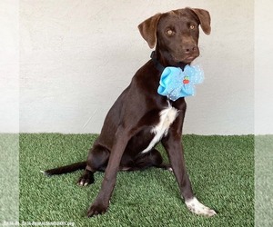 Sammi - Female Chocolate Labrador retriever-Weimaraner Mix Dog for Adoption - Photo #9