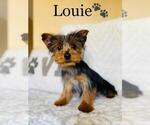 Small Photo #6 Yorkshire Terrier Puppy For Sale in ALGOOD, TN, USA