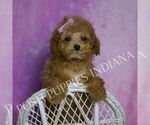 Small Photo #53 Maltipoo (Miniature) Puppy For Sale in WARSAW, IN, USA