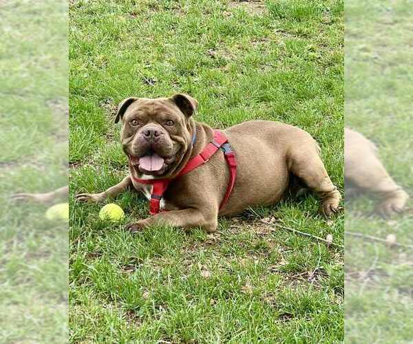 Medium Photo #4 American Pit Bull Terrier Puppy For Sale in Petaluma, CA, USA